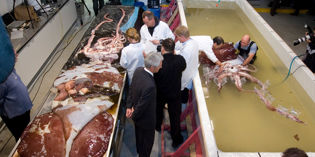 A colossal squid fished up in the Ross Sea in 2007 was then the largest found anywhere in the world. Photo / File