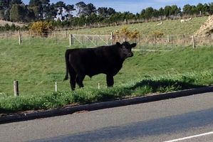 Pugging damage on just 1 per cent of the milking platform on every farm could easily result in $1.6 million of lost pasture production across the country. Photo / Jessie Waite
