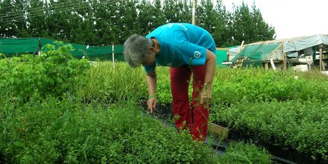 Social enterprise Te Whangai Trust operates a commercial plant nursery as well as environmental services. Photo / Supplied