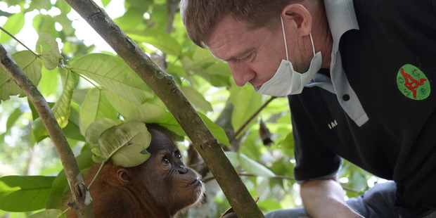 Dr Ian Singleton has dedicated his life to protect the orangutan. Photo / Supplied