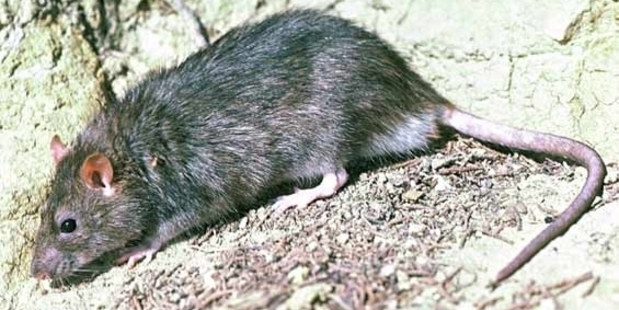 More Norway (brown) rats are likely to be seen after recent rain.