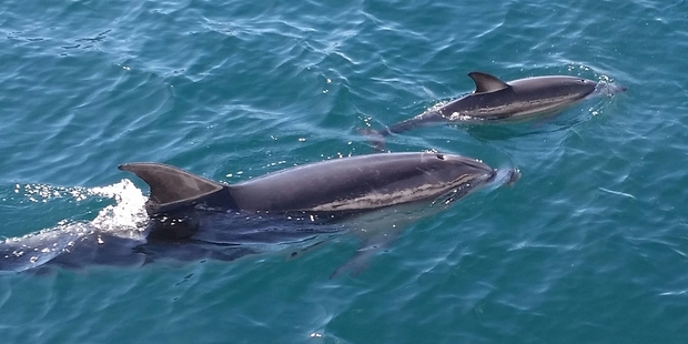UNITED: A bottlenose dolphin known as Kiwi with her adopted calf Pee-Wee.