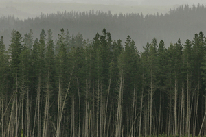Will this be the eventual fate of our agricultural land as well? Photo / File