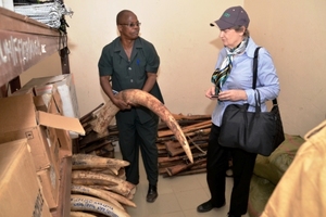 Helen Clark inspects an ivory stockpile in Tanzania. Photo / savingthewild.com
