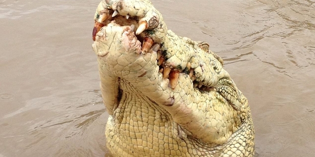 Crocs hunt effectively by learning routines and patterns in their prey, and they learn quickly.
