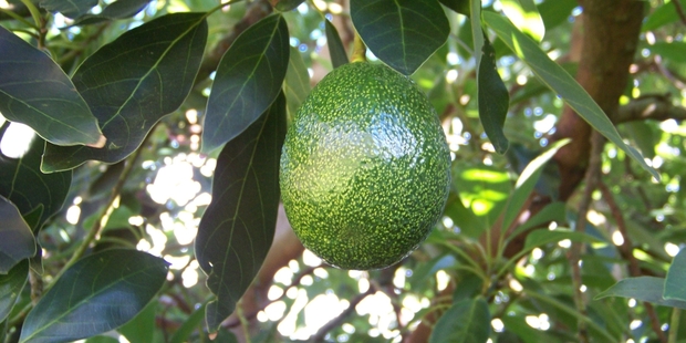 The Gem™ variety of avocado hangs mostly in clusters.