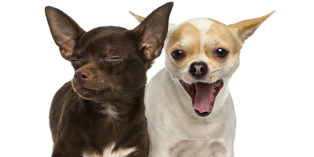 Bark collars might be effective, but are they ethical?
Photo / Thinkstock