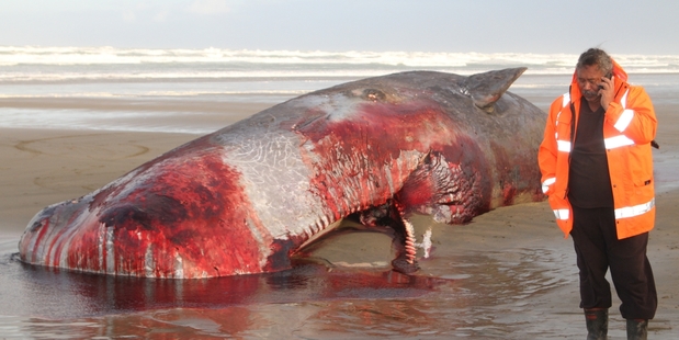 NATURE'S BOUNTY: Patau Te Pania and the sperm whale that will yield a rich haul of teeth and bones. PHOTO/PETER JACKSON