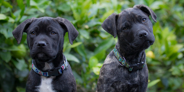Barbara McDonald is fostering two rescue puppies who were dumped in public toilets.
Photo / Michael Craig