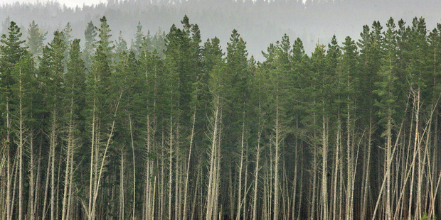 An estimated 40 per cent of New Zealand forestry exports are generated from 14,000 individually owned forests. Photo / NZ Herald