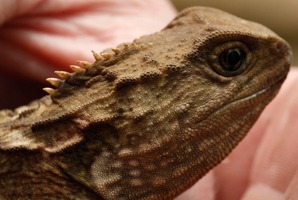 The humble tuatara's ancestors lived in the time of the dinosaurs. File photo / NZ Herald
