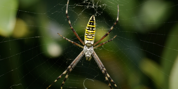 A golden orb spider. Scientists say the family of spiders are bulking up due to city living. PHOTO / NZ Herald
