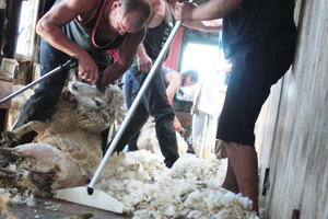 WOOL INDUSTRY SPIN: The PETA campaign is a timely reminder for the wool industry on 'how swiftly the rate and distance of threats to the industry's reputation can travel'.