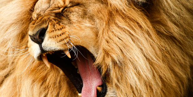 Outlining his audacious "Half Earth" theory, Dr E O Wilson said: "It's been in my mind for years that people haven't been thinking big enough - even conservationists. Photo / Thinkstock