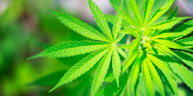 Somewhere in this much-incinerated plant lies valuable medicine: perhaps a treatment for cancer or an antidote to obesity.
Photo / Thinkstock