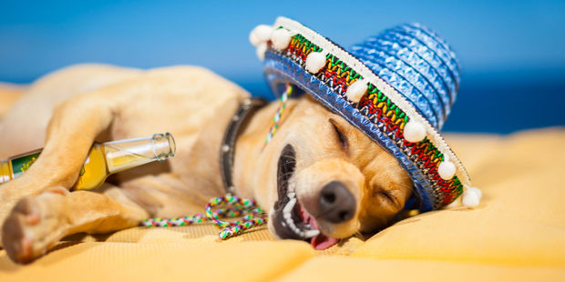 It's never nice waking up after a big night - but the size of your hangover could depend on your genes.
Photo / Thinkstock