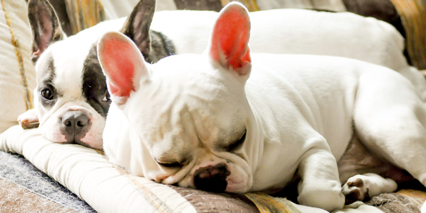 Dogs have often been known to use their 'puppy-dog eyes' when they are guilty of something. Photo / Thinkstock