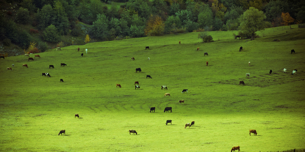 Russia and China were touted as panaceas for British Dairy farmers, but it hasn't materialised. Photo / Getty Images