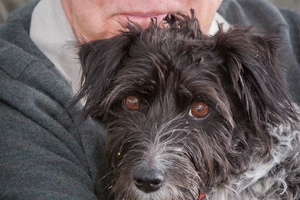 Hastings man Terry Franklin's jack russell/Tibetan terrier cross named Poppy. Photo / Glenn Taylor