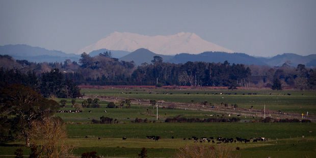 Recent days have been so clear, Mt Ruapehu has been visible from Hamilton. Here it's seen from Till's Lookout, Dinsdale, Hamilton.