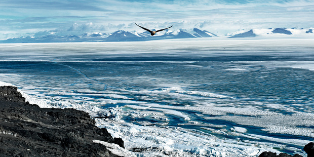 Skua off Cape Royds with McMurdo Sound and the Royal Society Range in the background. Photo / Jane Ussher