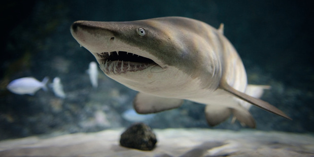 Sharks have only a passing interest in the humans invading their space at Kelly Tarlton's. Photo / Kelly Tarlton's Underwater World