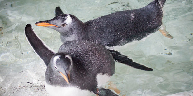Penguin chicks at Kelly Tarlton's in Auckland. Photo / NZH