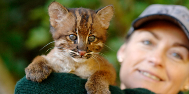These are the cute little cheetahs you could be working alongside if you had a job at Auckland Zoo.