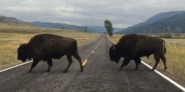 Roaming bison crossing the road in this still of a time-lapse video created by David Guttenfelder and posted on Instagram by National Geographic.