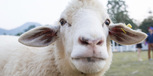 Photo / Thinkstock