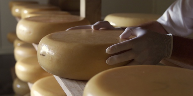 Cow and sheep's milk cheeses stored on shelves at Matatoki farm cheese near Thames. Photo / Nicola Topping