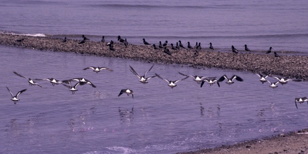 Water in the Firth of Thames has become increasingly acidic due to run-off from farms reaching rivers.