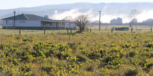 The cows were grazing on fodder beet grown on land leased by the Nightcaps Clay Target Club. Photo / Fiordland Advocate