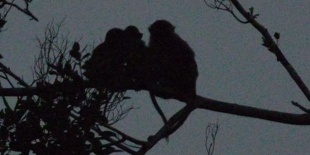 Macaque monkeys settle down for the night in trees along the Klias River. Photo / Jim Eagles