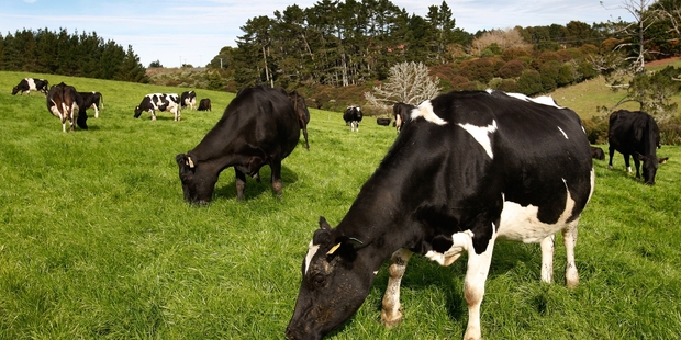 Federated Farmers says the stubbornly high New Zealand dollar, which erodes returns on this country's exports, continues to be a problem. Photo / Brett Phibbs