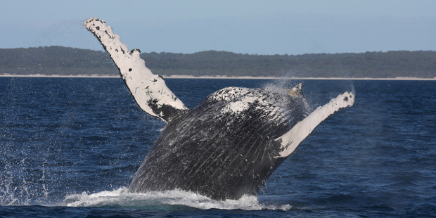 Head to the Hervey Bay Whale Festival mid-year. Photo / Thinkstock