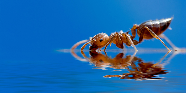 A colony of ants is aboard the International Space Station for a science experiment. Photo / Thinkstock
