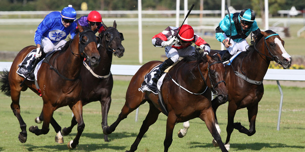 Irish Fling shows her class. Photo/Trish Dunell