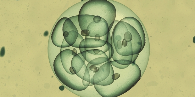 Six women or couples had used embryos that were eight to nine years old to have a child.