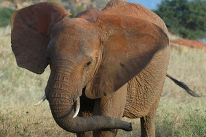 Male elephants "on musth" become aggressive. Photo / AP