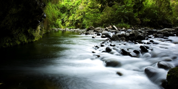 Te Awaroa Foundation aims to have 1000 rivers across New Zealand safe enough to swim in by 2050. Photo / David White