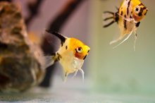 Angelfish could be a part of your tropical tank.
Photo / Thinkstock
