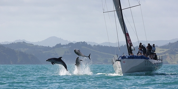 PLAYFUL: Dolphins take to the air as they swim past the keeler Georgia during Bay of Islands Sailing Week. PHOTO/WILL CALVER OCEANPHOTGRAPHY