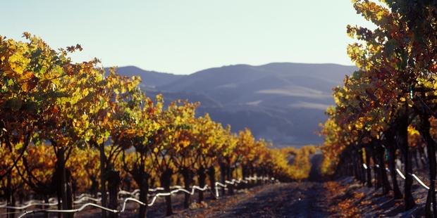 New Zealand chardonnays are beautiful. Photo/Thinkstock