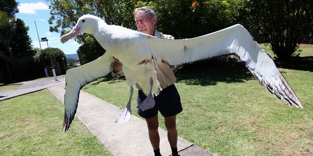 The royal southern albatross seemed on the mend when Robert Webb put it through a pre-flight test just over a week ago. Photo/Michael Cunningham
