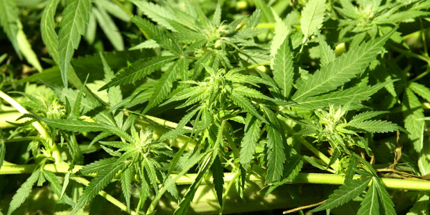 "Cannabis growers go to quite a lot of trouble to access remote areas on people's farms so often you don't even know they're there." Rick Powdrell, Federated Farmers Bay of Plenty provincial president