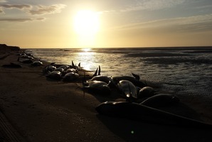 Project Jonah volunteers caring for whales on the beach at Farewell Spit. Photo / Project Jonah