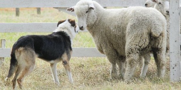 Dogs have been attacking sheep in Poraiti.
