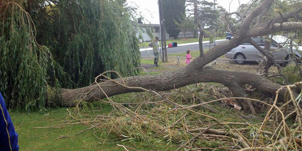 This tree on Brady Road in Otahuhu was torn down by the winds. Photo / Silvia Virgilio