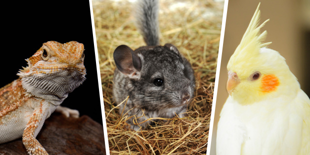 Adorable alternative pets. Photo / Thinkstock